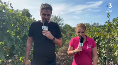 Reportage vendanges var Domaine de Jale